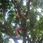 cate in mango tree