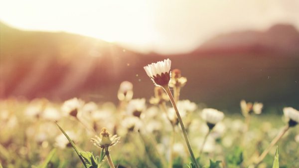 Photo of Field for Acupuncture for Allergies