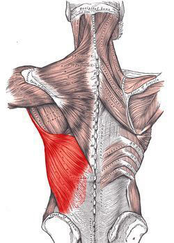 Latissimus Dorsi