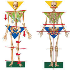 Skeleton Alignment 