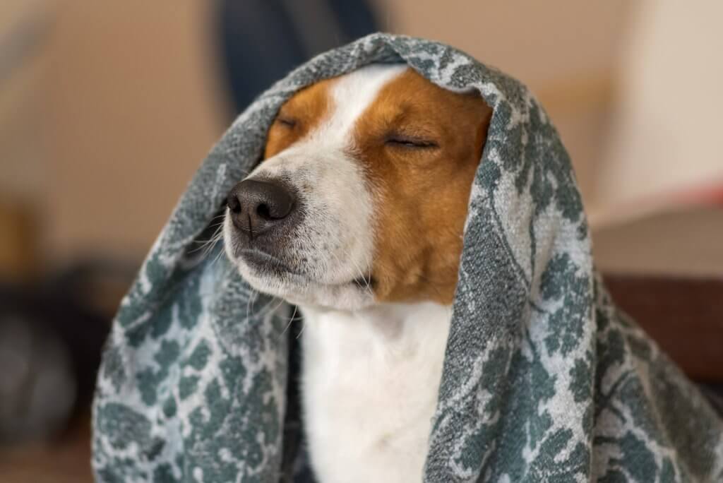 Stress Free Dog with closed eyes under blanket