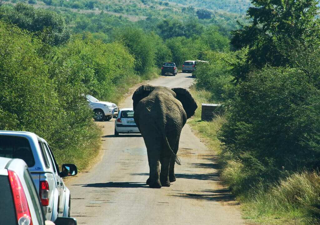 Elephant for Shape Your Path