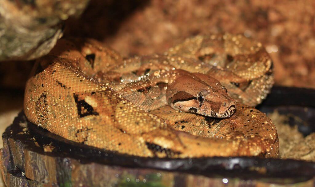 How Boas Breathe: Improving Breathing with Feldenkrais® Boa Constrictor for Feldenkrais Blog about Breathing